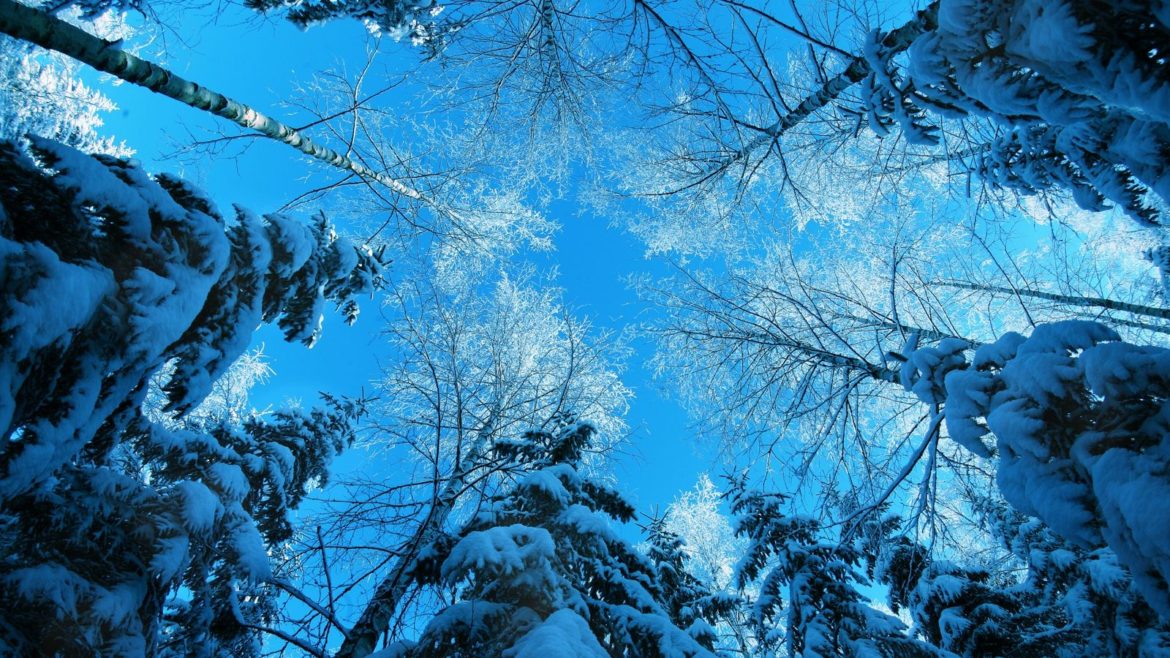 blue-cold-forests-nature-snow-695360-1920x1080
